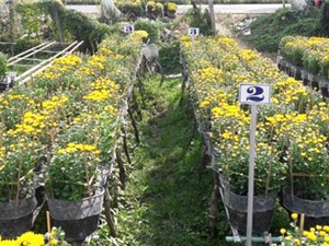 Đồng Tháp: Kiểm soát bệnh héo xanh trên hoa cúc và vạn thọ bằng vi khuẩn đối kháng